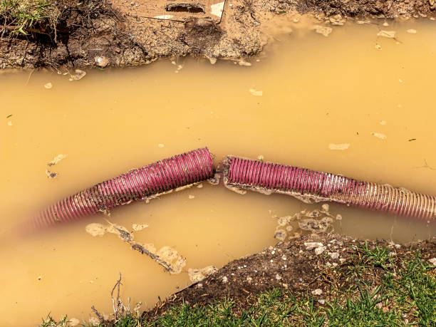 Best Sewage cleanup and water damage restoration  in Belvidere, IL